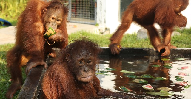 Becoming Orangutan