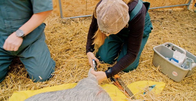 Dr. Oakley, Yukon Vet