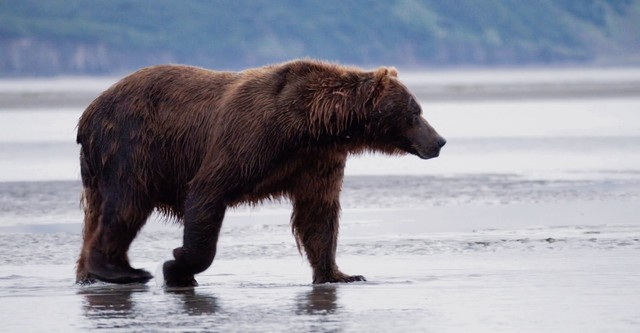 Tracker Diaries - Die Bären von Alaska