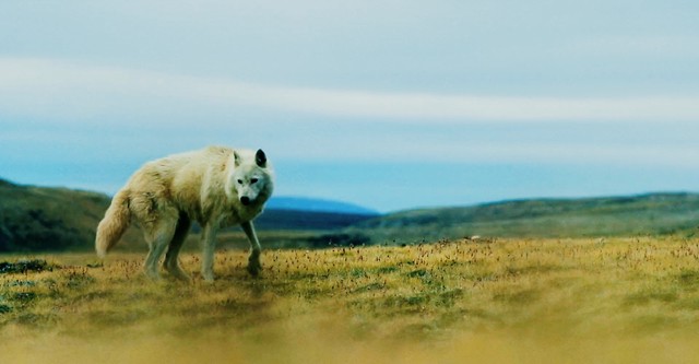 El reino del lobo blanco