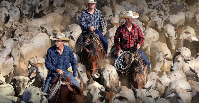 The Cowboy Way
