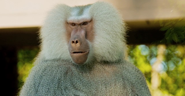 Secrets of the Zoo: Tampa