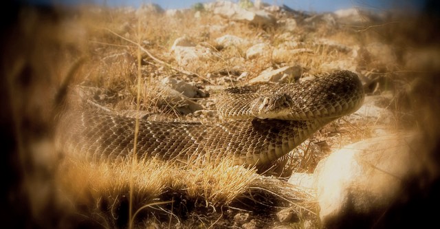 Rattlesnake Republic