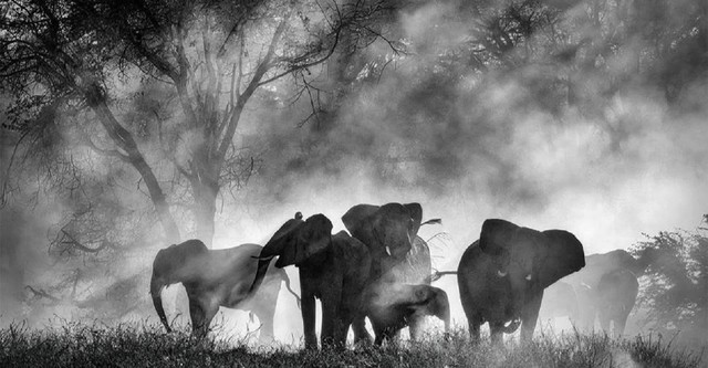 Ghost Elephants