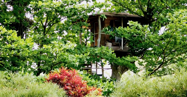 Treehouse Masters