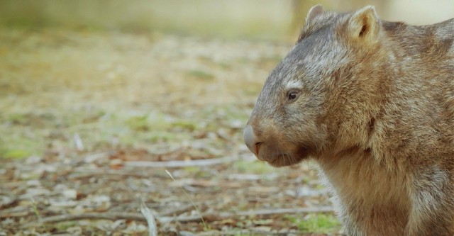 Secret Life of the Wombat