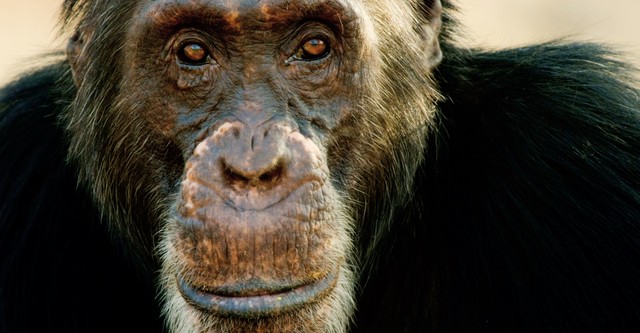 Wilde Dynastien: Die Clans der Tiere
