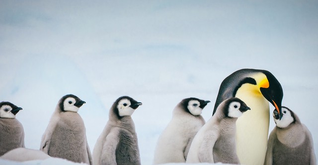 Penguins: Spy in the Huddle