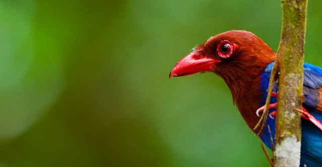 Wild Sri Lanka