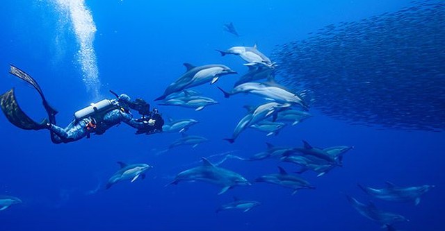Dolphins Up Close with Bertie Gregory