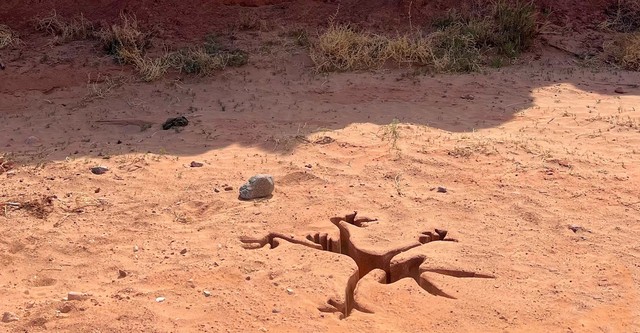 Койот против Акме