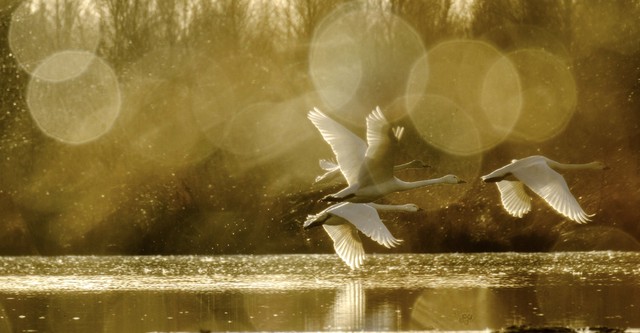 Swans: Mystery of the Missing