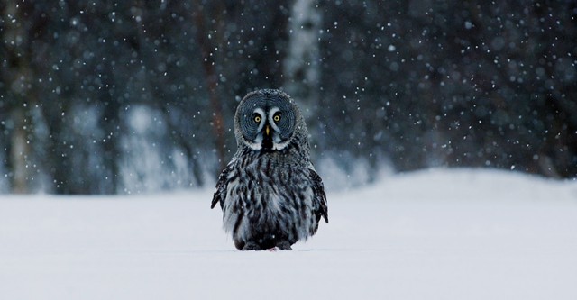 Frozen Planet