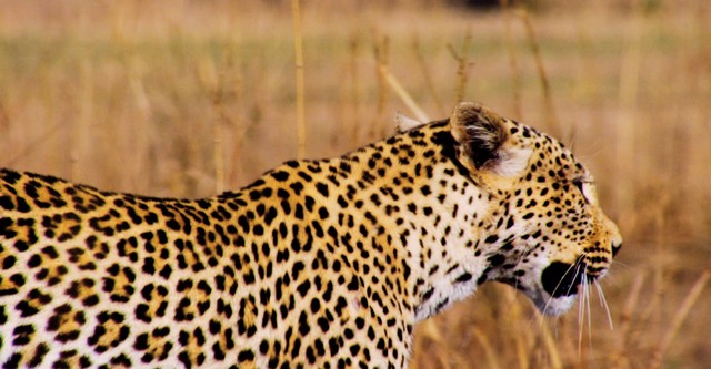 Die Jagd – Auf Leben und Tod