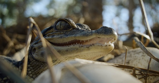 Naturaleza de pesadilla