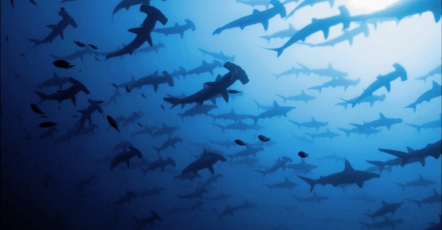Shark