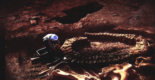 Paleo Sleuths: Saber-Toothed Tigers, Mastodons, and the Rise of Mammals
