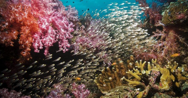 Arrecifes fascinantes: El maravilloso mundo de los océanos de Asia