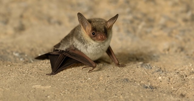 The Secret Life of Bats
