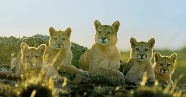 Wilde Dynastien: Die Clans der Tiere