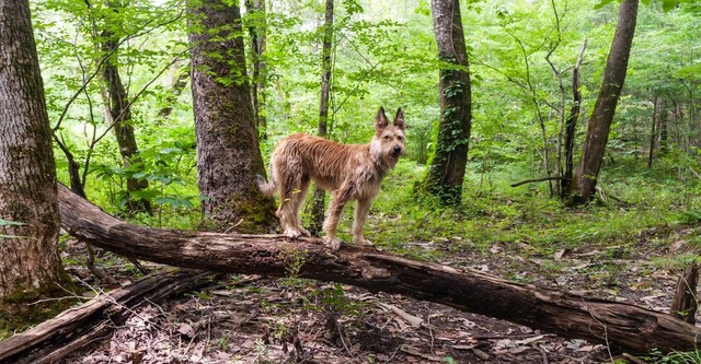 The Science Adventures of Tom & Huck