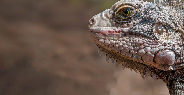 Latinoamerica Salvaje: La Selva Amazonica