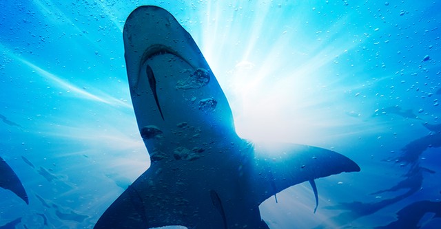 Ocean Odyssey: The Blue Realm