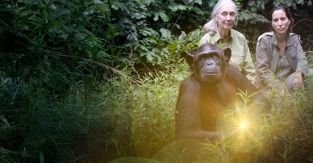 Rescued Chimpanzees of the Congo with Jane Goodall