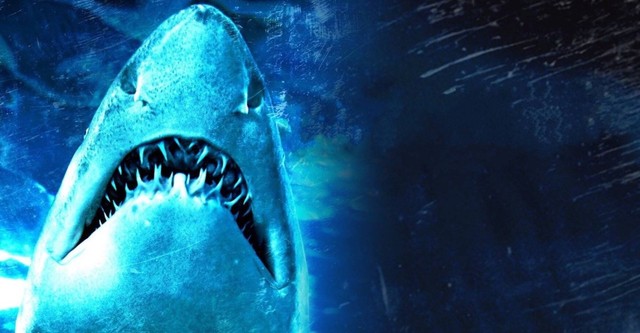 Dam Sharks!