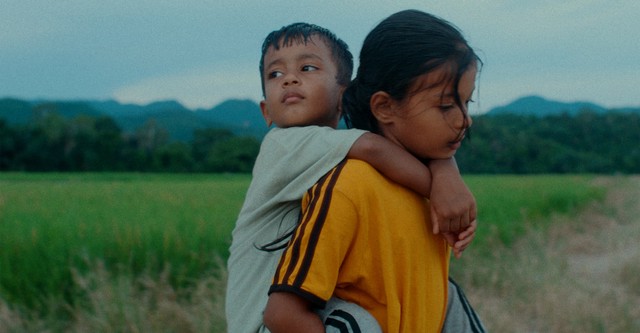 Les fleurs du manguier
