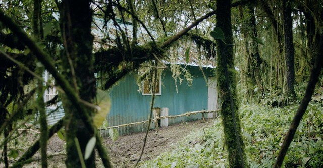Dian Fossey: Secrets in the Mist
