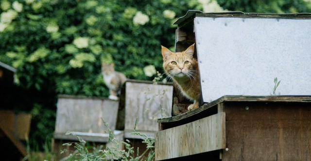 Animaux et compagnie