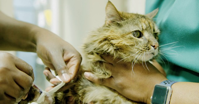 크리터 픽서 동물병원