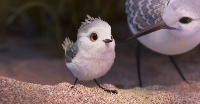 Piper