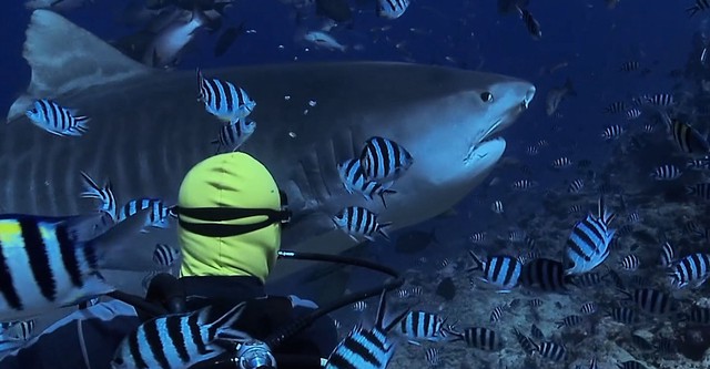 Of Shark and Man