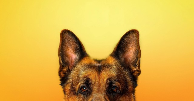 Хадсон и Рекс