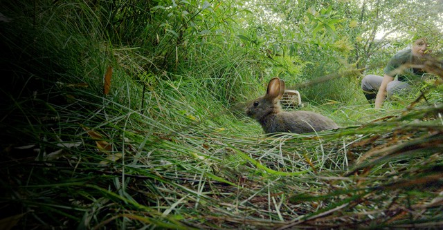 Remarkable Rabbits streaming: where to watch online?