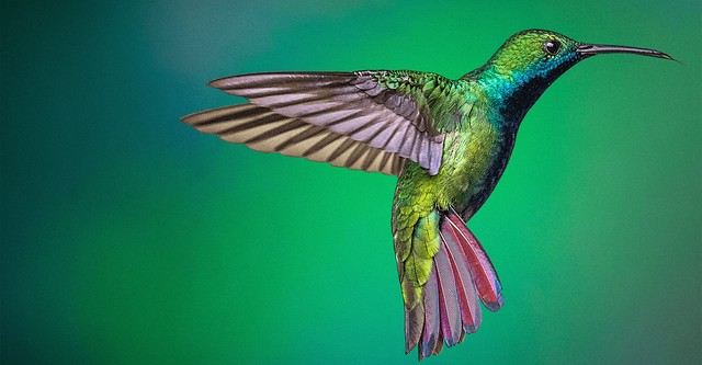 Life in the Air
