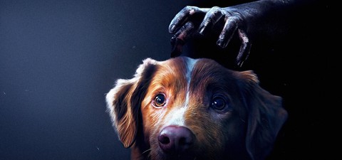 Good Boy and the Best Horror Films Told From a Weird POV