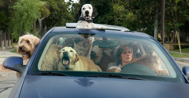 Das Jahr des Hundes