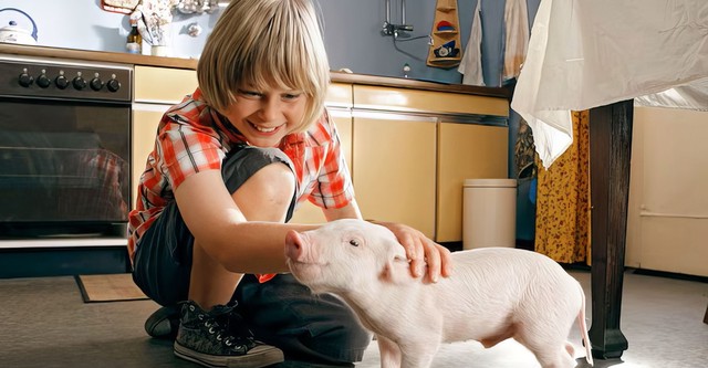 Rennschwein Rudi Rüssel