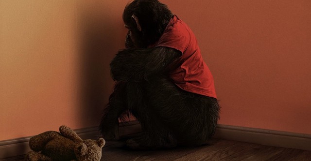 Primate