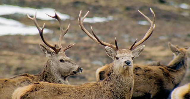 Tiere vor der Kamera