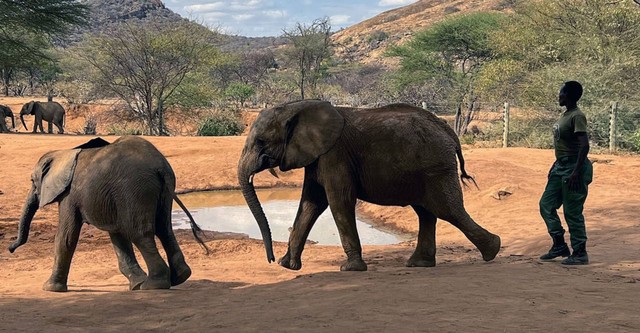 Kenya, Gardiennes des éléphants