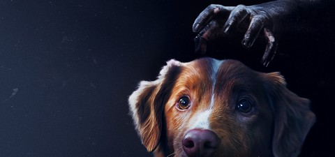 L’horreur vue par un chien, un fantôme ou un tueur : 11 films pas comme les autres !