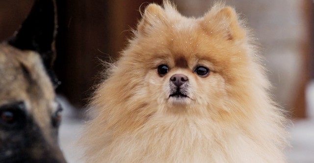 Step Dogs - movie: where to watch streaming online
