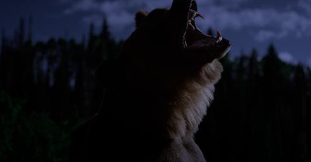 Grizzly Night
