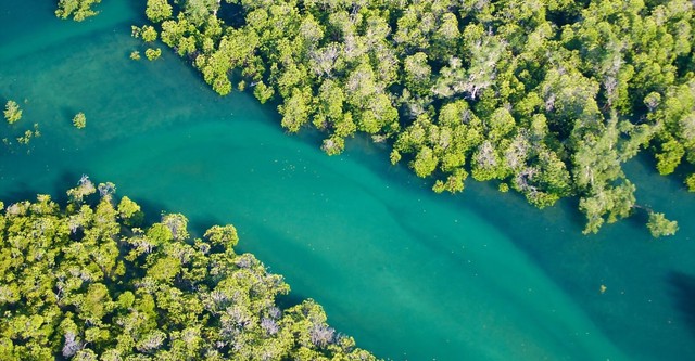 The Magic of Mangroves