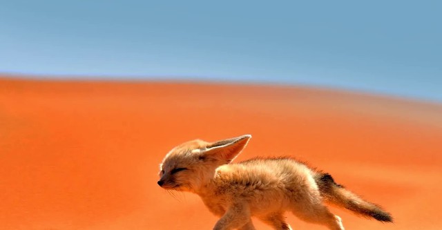 Little Dogs, Big Personalities