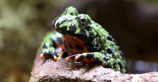 Ultimate Animal Countdown